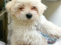 Mükemmel bir maltese yavru