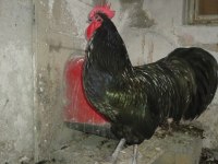 AUSTRALORP HOROZ