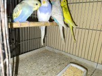 Yavru Albino Cremio Muhabbet Kuşu Bebekler