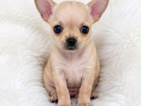 Wc eğitimli gold chihuahua
