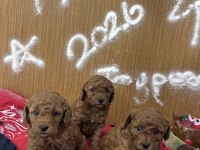 Yeni yıl bebekleri poodle