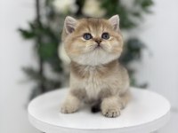 Black Golden British Shorthair Prenses