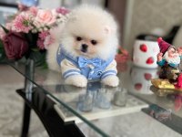 MİNİ BOY AYICIK POMERANİAN