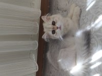 Kedimiz Minik Patili Dost