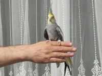 Sultan papağanı 4-5 aylık konuşuyor evcildir
