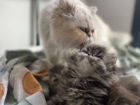 YAKIŞIKLI SİYAH ERKEK PUFİDİK İRAN KEDİSİ