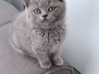 Yeni Yuvasına Gitmeye Hazır Dişi British Shorthair