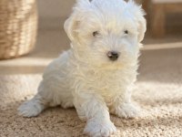 Kar Beyaz Irk Garantili Maltese Terrier Yavrular