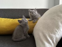 2aylık Gri British Shorthair yavrular