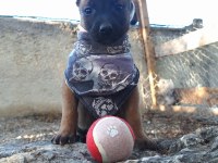 Malinois (Belçika Kurdu)