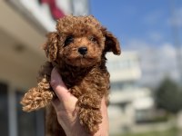 Ankranın en elit toy poodle yavruları ziyarete açık