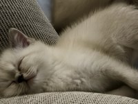 British Shorthair Colorpoint