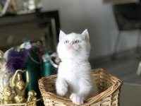 Bebek Yüz Brıtısh Shorthair Yavrularım