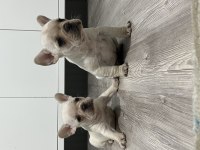 French bulldog bebekler