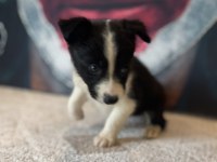 Border collie yavrular