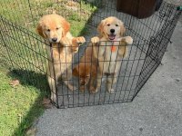 Tatlı Golden Retriever bebekler