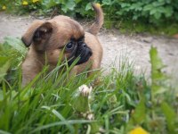 Harika pug bebekler