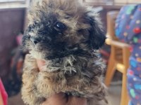 Yavru maltipoo