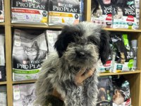 Maltipoo yavrular