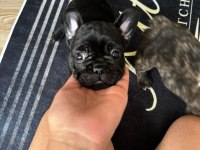 EGZOTİK BLUE TAŞIYICI FRENCH BULLDOG AKILLI ARAYANLARA