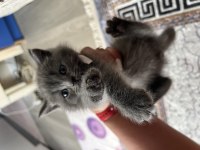 3 erkek ve 1 kadın yavru 3 aylık british shorthair
