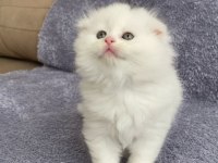 TÜY YUMAKLARI SCOTTİSH FOLD KEDİLER YENİ AİLESİNİ ARIYOR