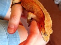 Crested Gecko Yavru - Adult