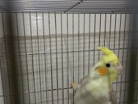 YAVRU SULTAN PAPAĞANI PİYASAYA GÖRE UYGUN TAKAS VAR