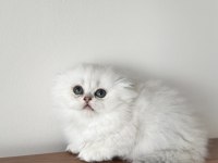 Orjinal Scottish Fold Longhair Bebekler