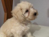 Maltipoo 2 aylık