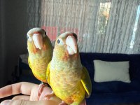 Full Evcil Konur Papağanı 81 İle Gönderim Var