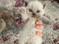 Safkan kaliteli blue ve bluepoint british shorthair yavrular