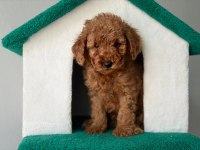Poodle yavrularımız yeni ailerini bekliyor