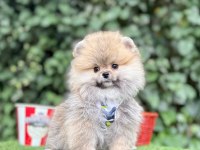 Safkan Pomeranian Boo Yavrularımız