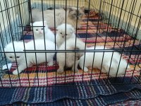 1 AYLIKTIR KEDİLER