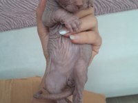 Erkek Sfenks Bebek
