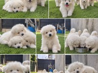 Samoyed Bebekler