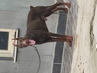 Üretim izinli doberman