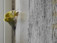Vasıflı güzel genç muhabbet kuşlar bilezikli