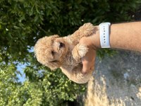 Orijinal Maltipoo yavrular