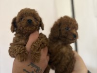 Kilo garantili toy poodle bebekler