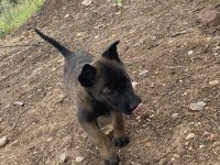 50 günlük dişi malinois