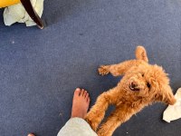 Acil cipli 8 aylık poodle