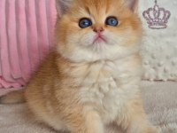 Muhteşem Golden British Shorthair