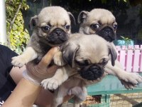 Pug Yavruları A Kalite Tüm İllere Gönderim