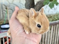 Netherland Dwarf Karamel Tavşanlar