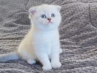 Scottish fold beyaz yavru