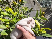 PLATİNUM DİŞİ FRENCH BULLDOG YAVRULAR