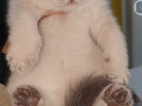 British shorthair yavrumuz