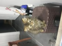 British longhair yavrular
